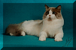 aladdin7a.gif (13411 bytes)