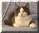 jazzie.gif (16734 bytes)
