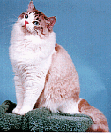 puc.gif (19039 bytes)
