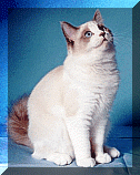 sassy1.gif (17005 bytes)
