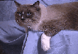 slammer.gif (9567 bytes)